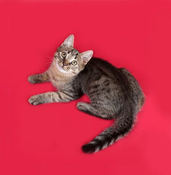Pasiasty kot leży na czerwono — Zdjęcie stockowe