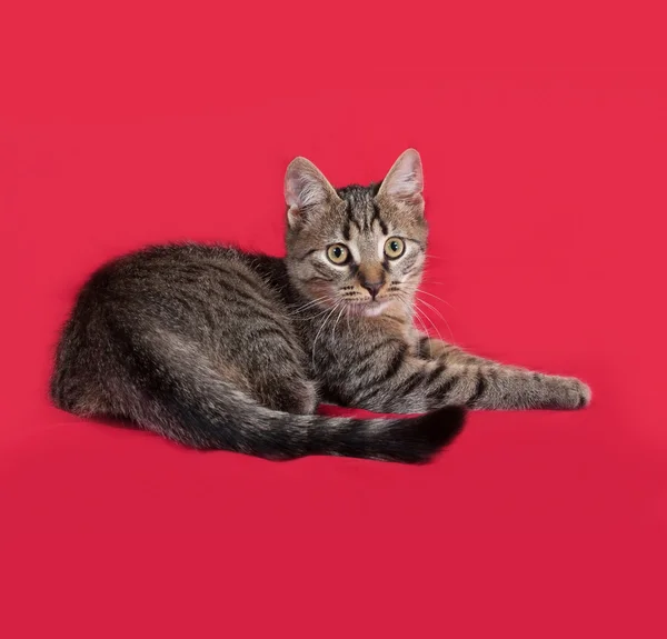 Striped kitten lying on red — Stock Photo, Image