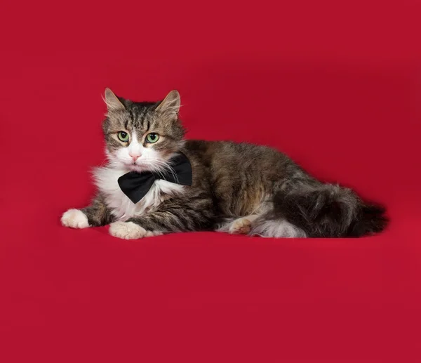 Pluizig tabby en witte kat in strikje liggend op rood — Stockfoto