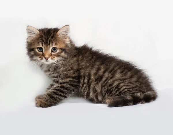 Fluffy Siberian striped kitten sitting on gray — Stock Photo, Image