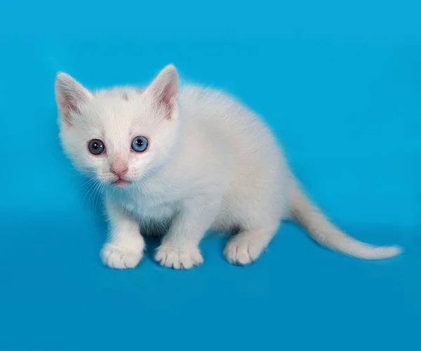 Blanco gatito esponjoso sentado en azul — Foto de Stock