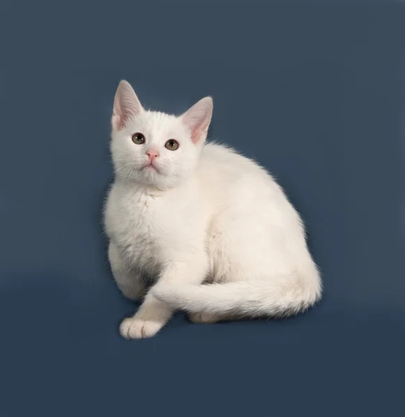Kleines weißes Kätzchen sitzt auf grau — Stockfoto