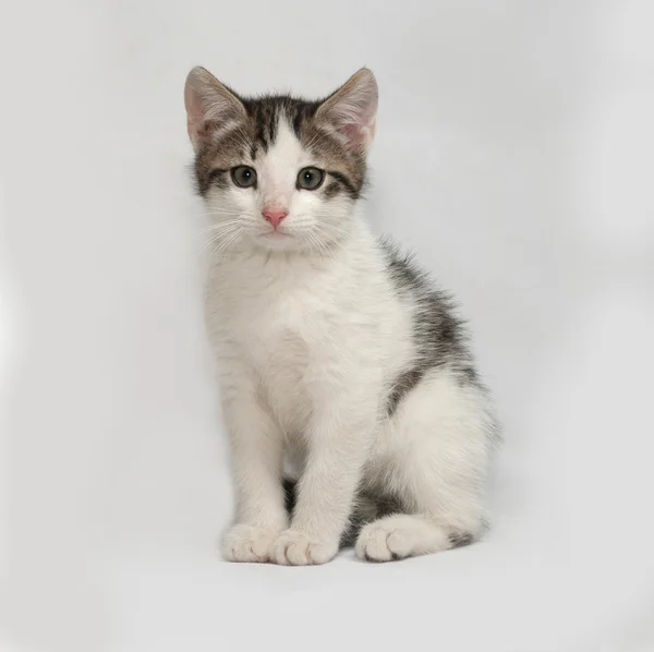 Striped and white kitten sitting on gray — Stock Photo, Image