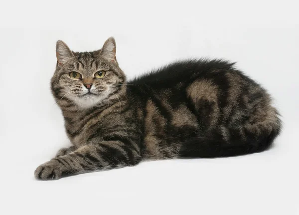 Gray striped cat lies on gray — Stock Photo, Image