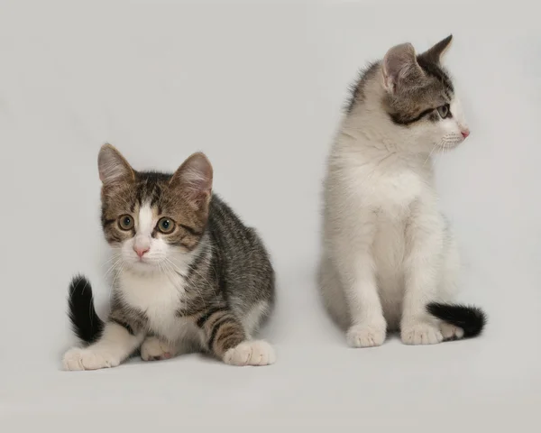 Dos rayas y gatito blanco sentado en gris — Foto de Stock