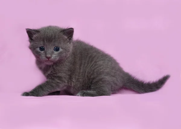 Gatito gris ruso azul sentado en rosa — Foto de Stock