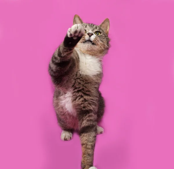 Grå och vit Spräcklig katt spelar på pink — Stockfoto