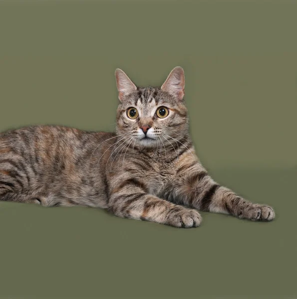 Striped and red cat lies on green — Stock Photo, Image