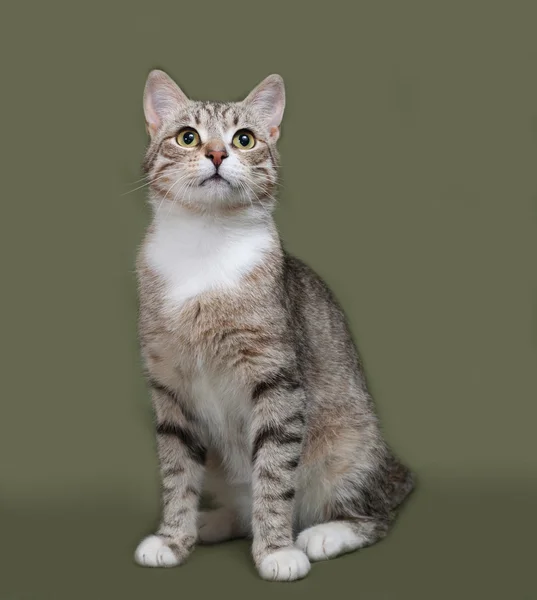 Tabby and white cat sitting on green — Stock Photo, Image