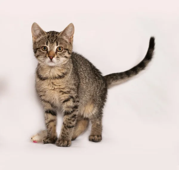 Gatito rayado de pie sobre gris —  Fotos de Stock