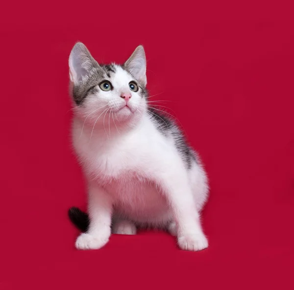 ลูกแมวลายทางและสีขาวนั่งบนสีแดง — ภาพถ่ายสต็อก