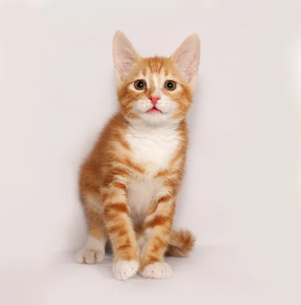 灰色の上に座って赤と白の子猫 — ストック写真