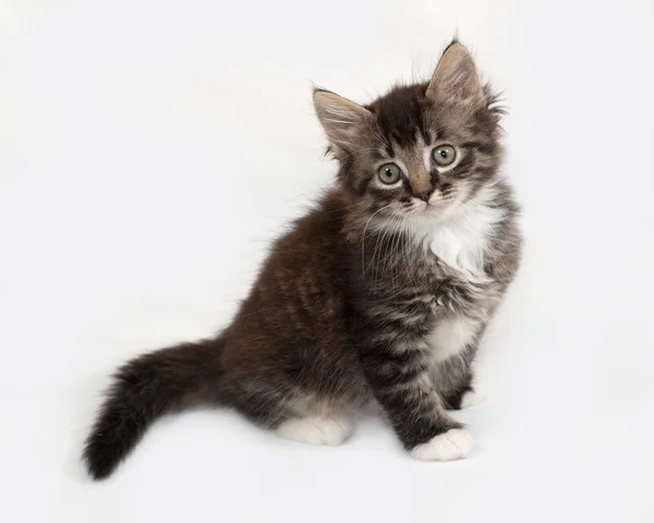 Siberiano soffice gattino tabby seduto su grigio — Foto Stock
