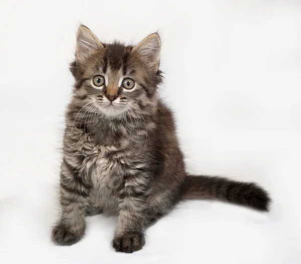 Siberian fluffy tabby kitten sitting on gray — Stock Photo, Image