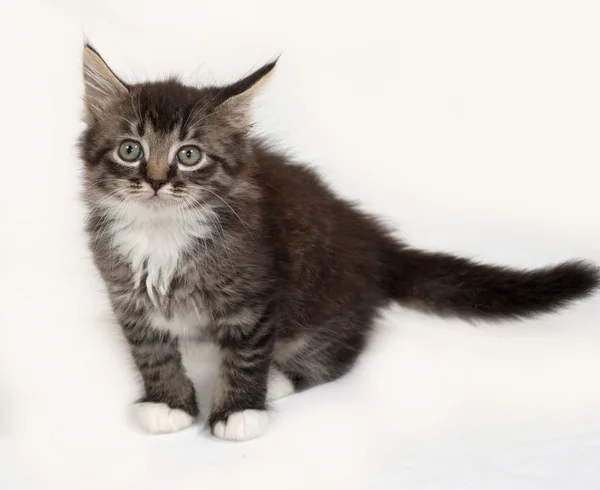 Siberiano esponjoso tabby gatito sentado en gris —  Fotos de Stock