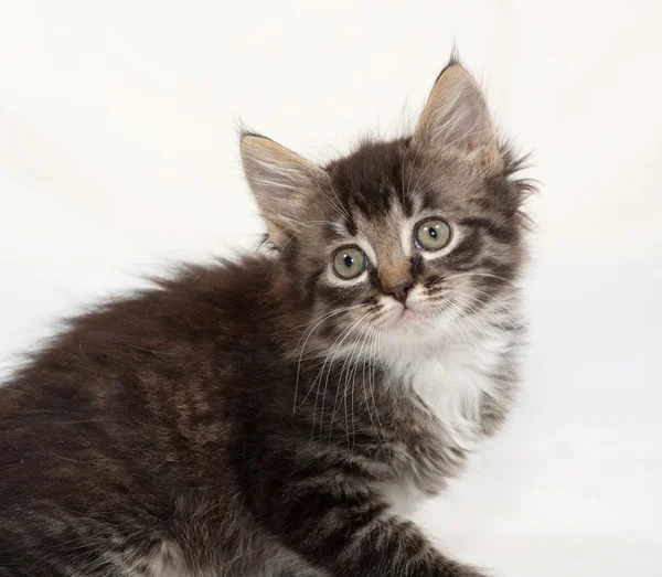 Siberian fluffy tabby kitten sitting on gray — Stock Photo, Image