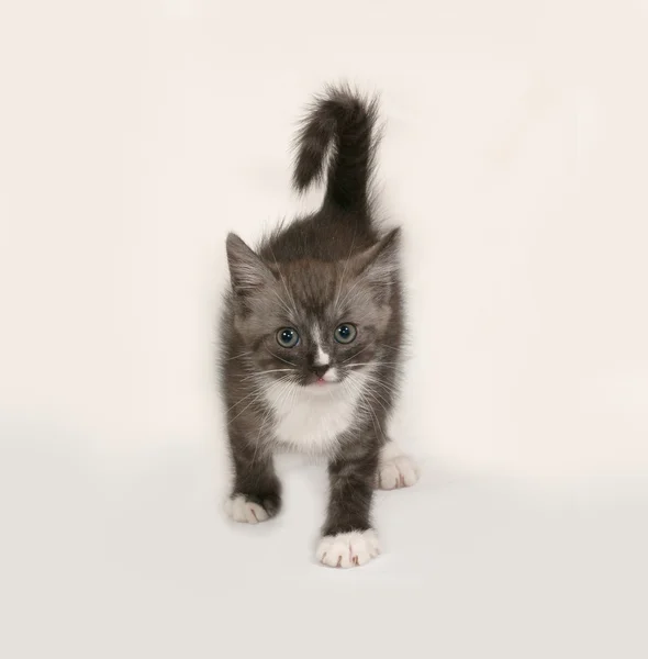 Σιβηρία στέκεται αφράτο tabby γατάκι στο γκρι — Φωτογραφία Αρχείου