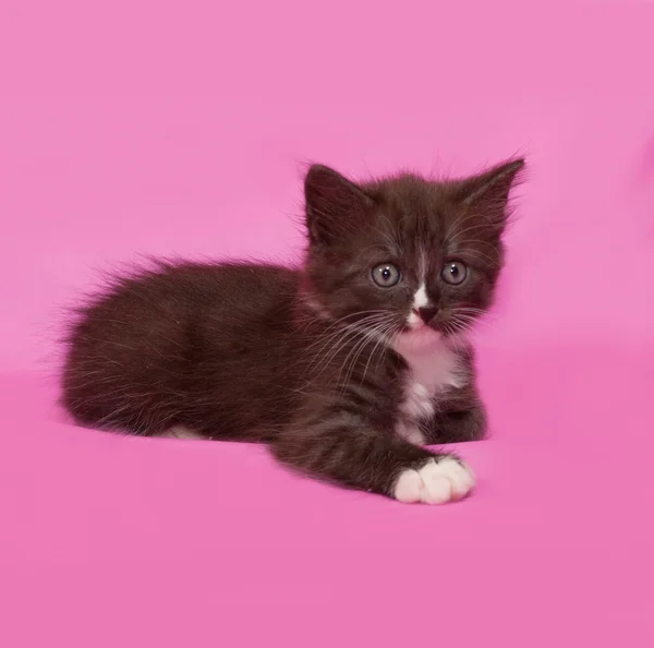 Sibirisches flauschiges gestromtes Kätzchen sitzt auf rosa — Stockfoto