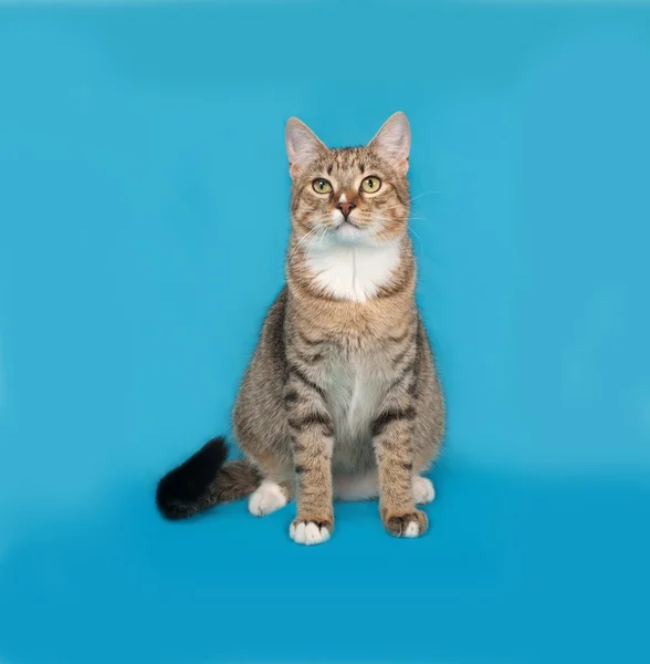 Randiga och vit katt sitter på blå — Stockfoto