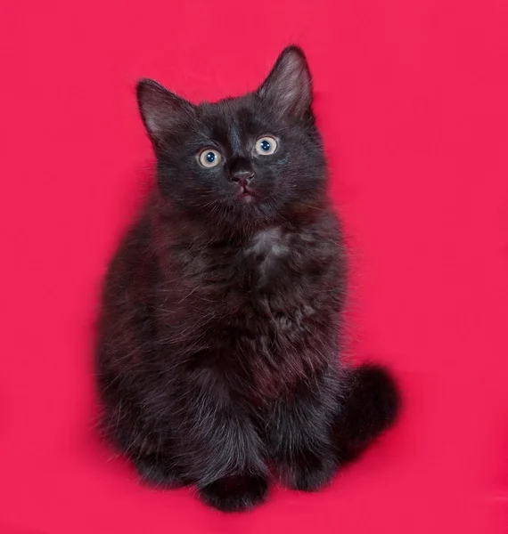 Маленький пушистый чёрный котёнок сидит на красном — стоковое фото