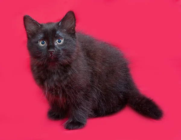 坐在红色的小蓬松黑色小猫 — 图库照片
