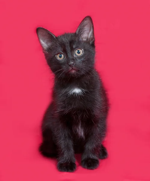 Pequeno gatinho preto sentado no vermelho — Fotografia de Stock