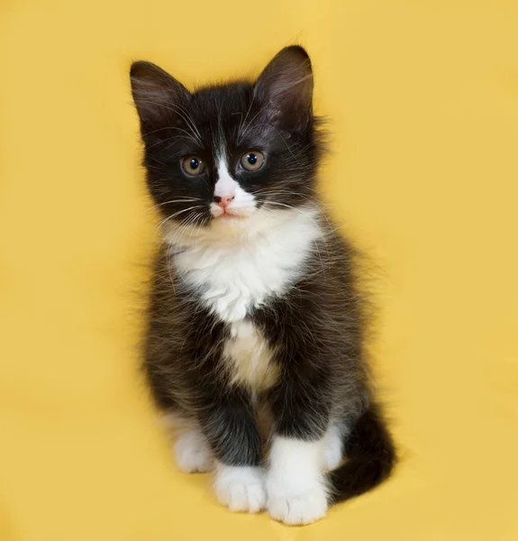 Small fluffy black and white kitten sitting on yellow — Stock Photo, Image