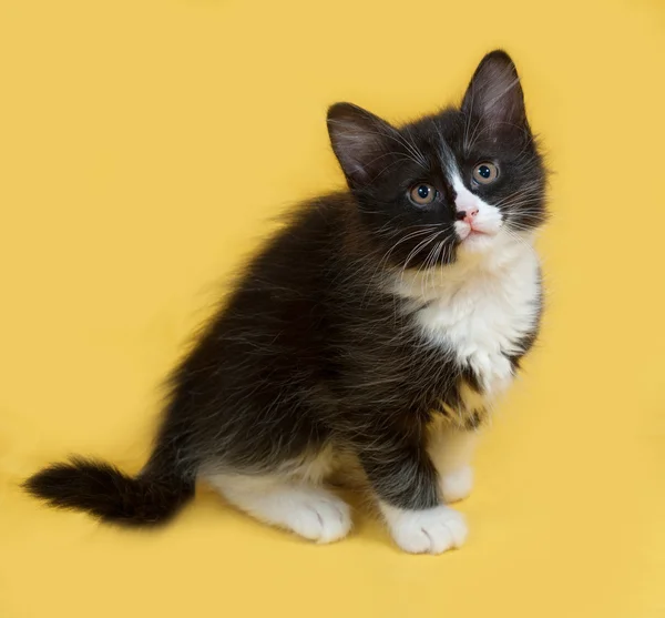 Pequeño gatito mullido blanco y negro sentado en amarillo —  Fotos de Stock