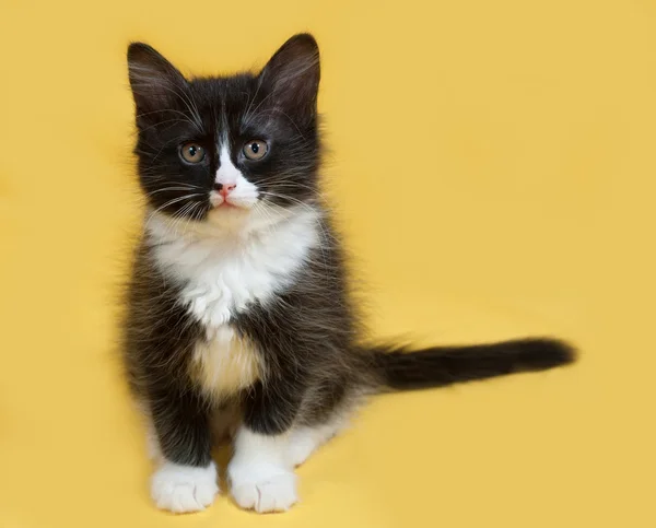 Kleine pluizig zwart-wit kitten zittend op geel — Stockfoto