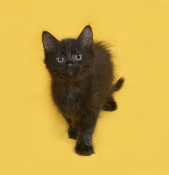 Small fluffy black kitten going on yellow — Stock Photo, Image