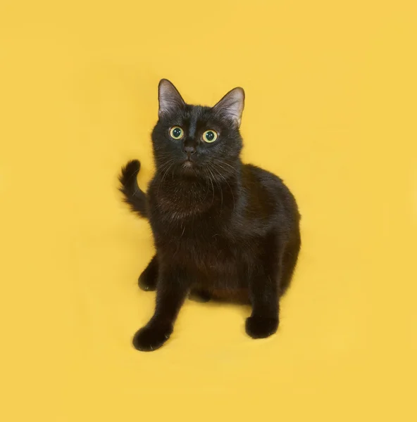 Black cat sitting on yellow — Stock Photo, Image