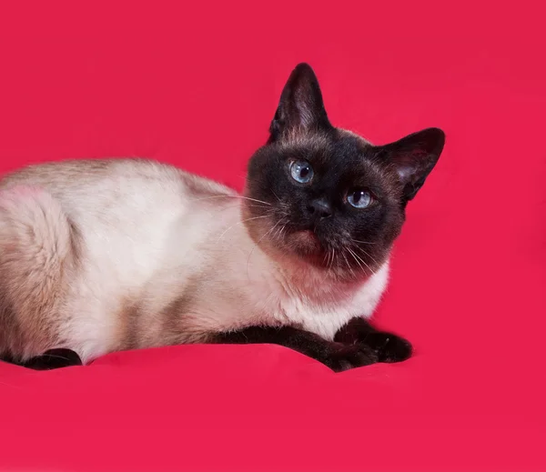Kot tajski leży na czerwono — Zdjęcie stockowe