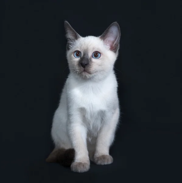 Koyu gri üzerine oturan küçük Tay kedi yavrusu — Stok fotoğraf