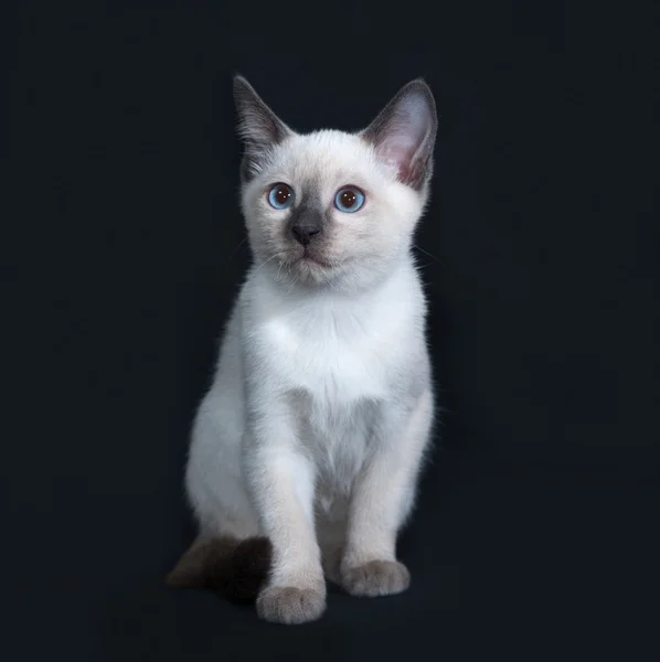 Pequeño gatito tailandés sentado en gris oscuro — Foto de Stock