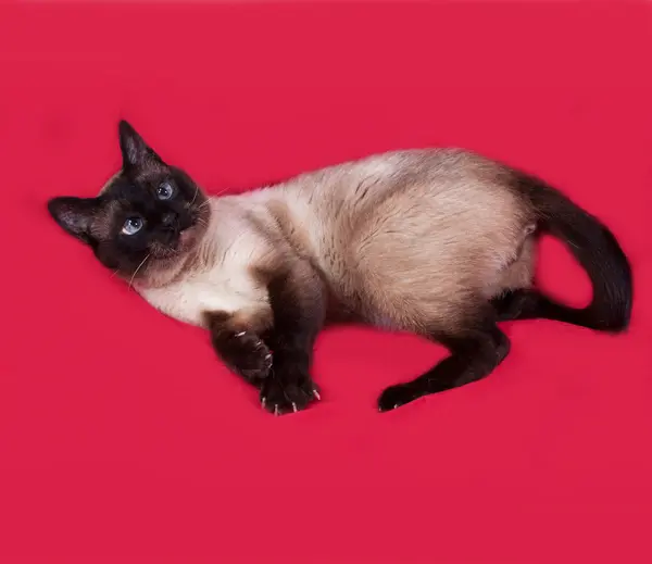 Thai gatto gioca sul rosso — Foto Stock