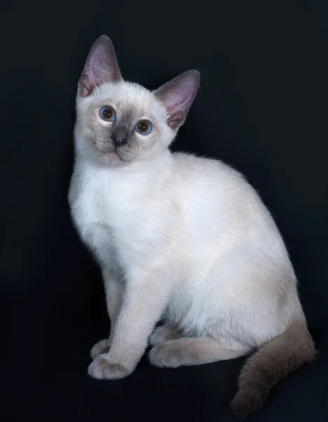 Piccolo gattino tailandese seduto su grigio scuro — Foto Stock