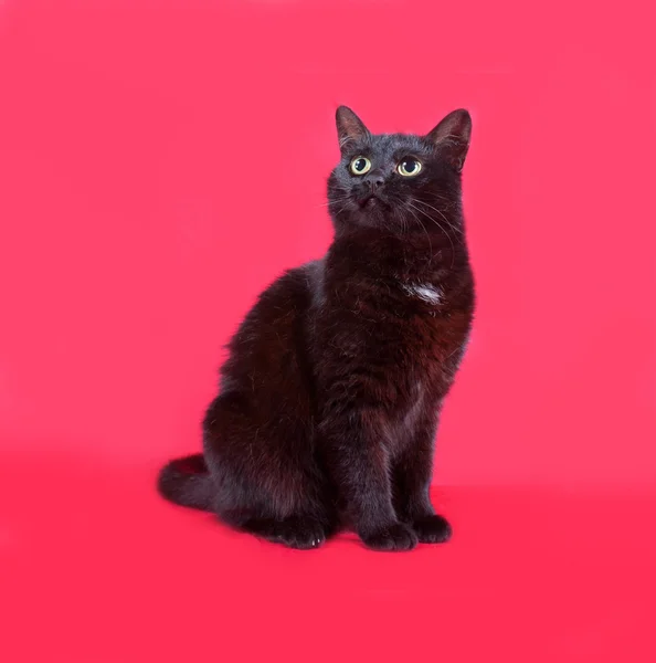 Schwarze Katze sitzt auf rot — Stockfoto