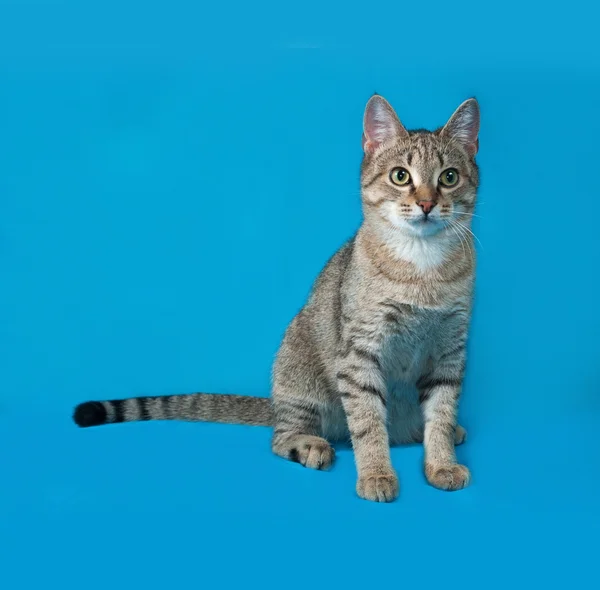 Grey tabby cat sitting on blue — Stock Photo, Image