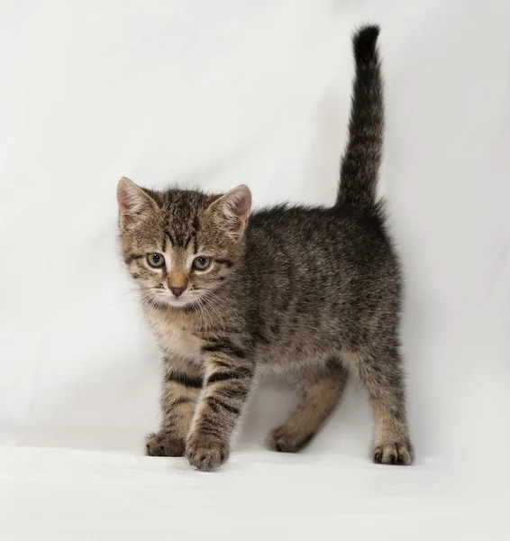 Gattino a strisce va su grigio — Foto Stock