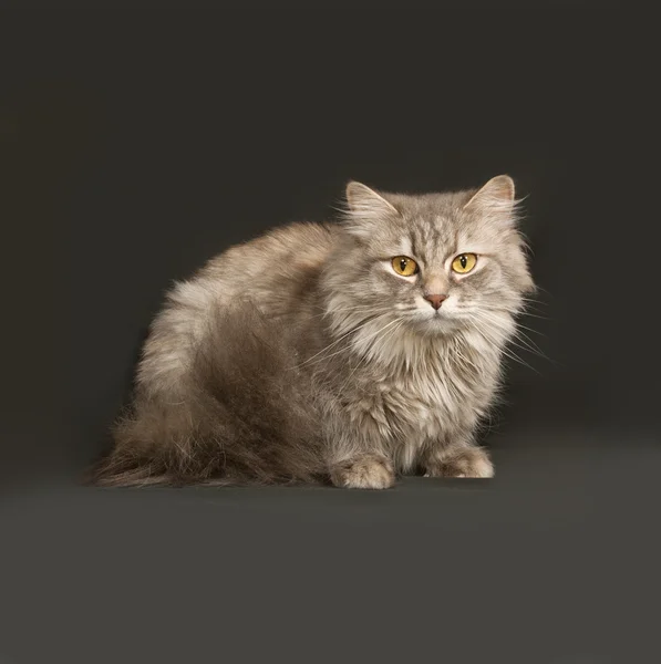 Gris esponjoso gato se sienta en gris oscuro — Foto de Stock