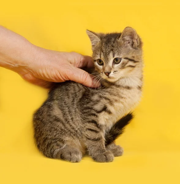 Tabby kattunge sitter på gul — Stockfoto