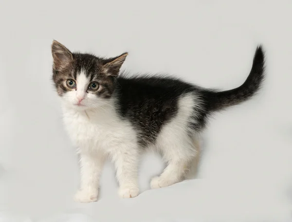 Полосатый и белый котенок, стоящий на сером — стоковое фото