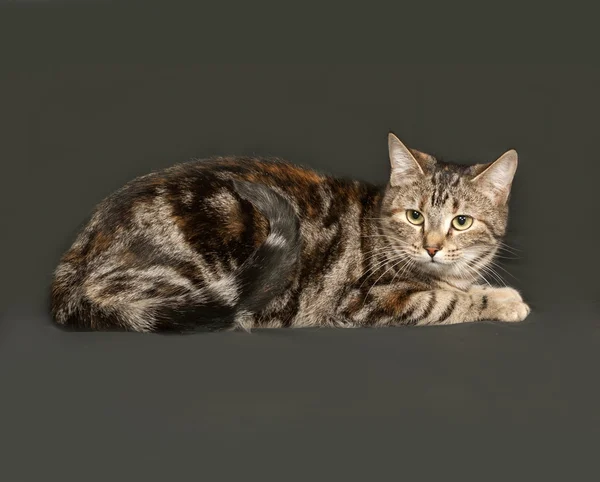 Gato gris rayado sentado sobre gris oscuro — Foto de Stock