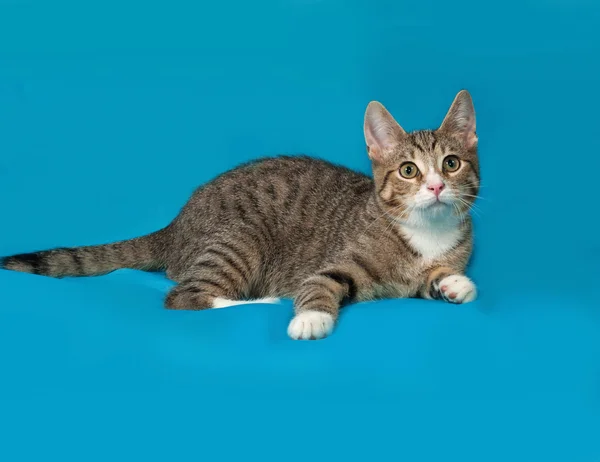 Tabby kitten lies on blue — Stock Photo, Image