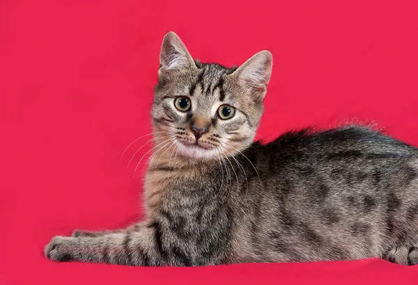 Gestreepte kitten liggend op rood — Stockfoto