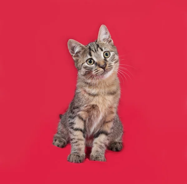Prokládané kotě sedící na červené — Stock fotografie