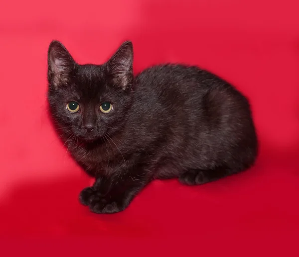 Piccolo gattino nero seduto sul rosso — Foto Stock