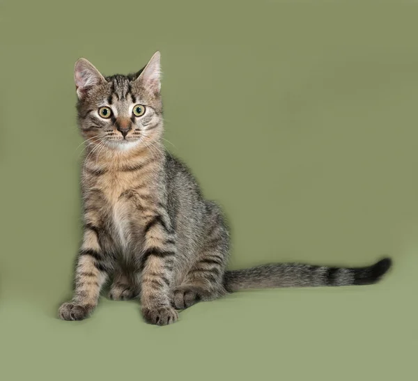 Полосатый котёнок сидит на зелёном — стоковое фото