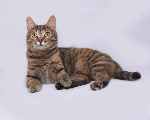 Tricolor striped cat lies on gray — Stock Photo, Image