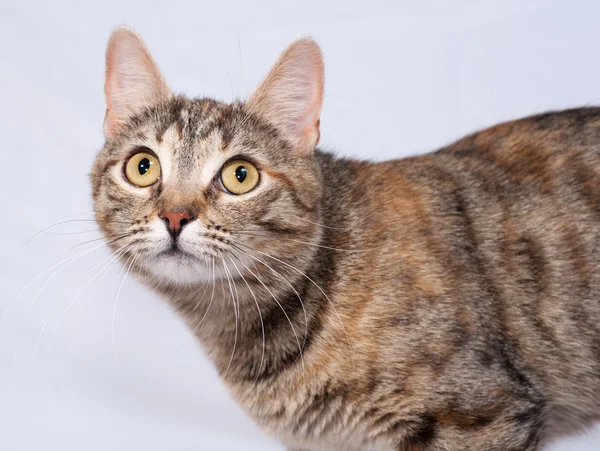 Chat tricolore rayé assis sur du gris — Photo